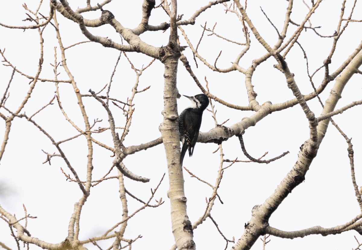 Black-backed Woodpecker - ML614837762