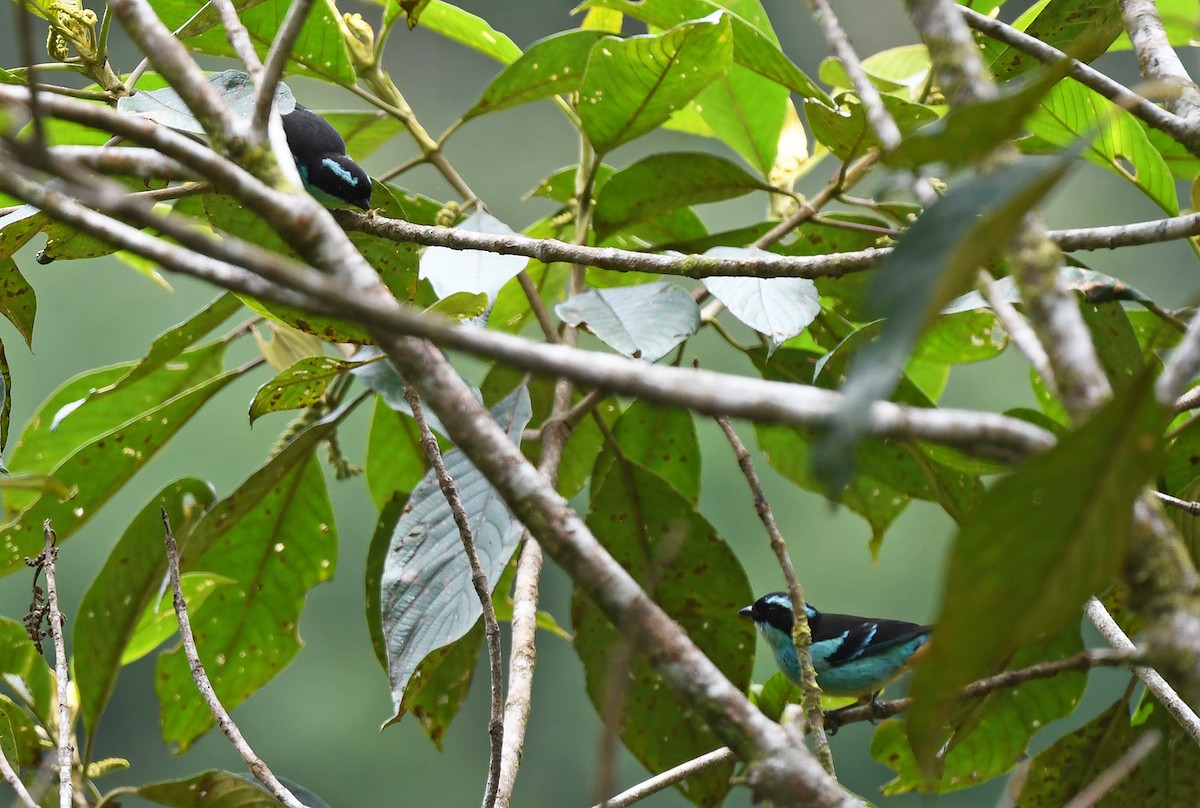 Blue-browed Tanager - ML614837804