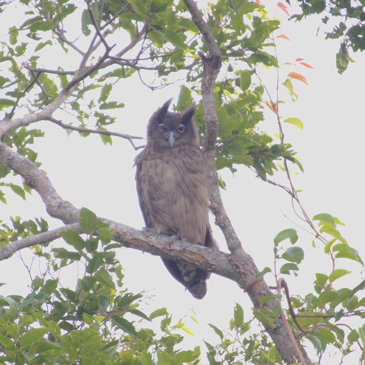 Dusky Eagle-Owl - Lingeshwarry Jewarethnam