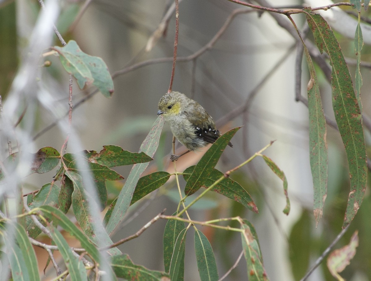 Forty-spotted Pardalote - ML614837942