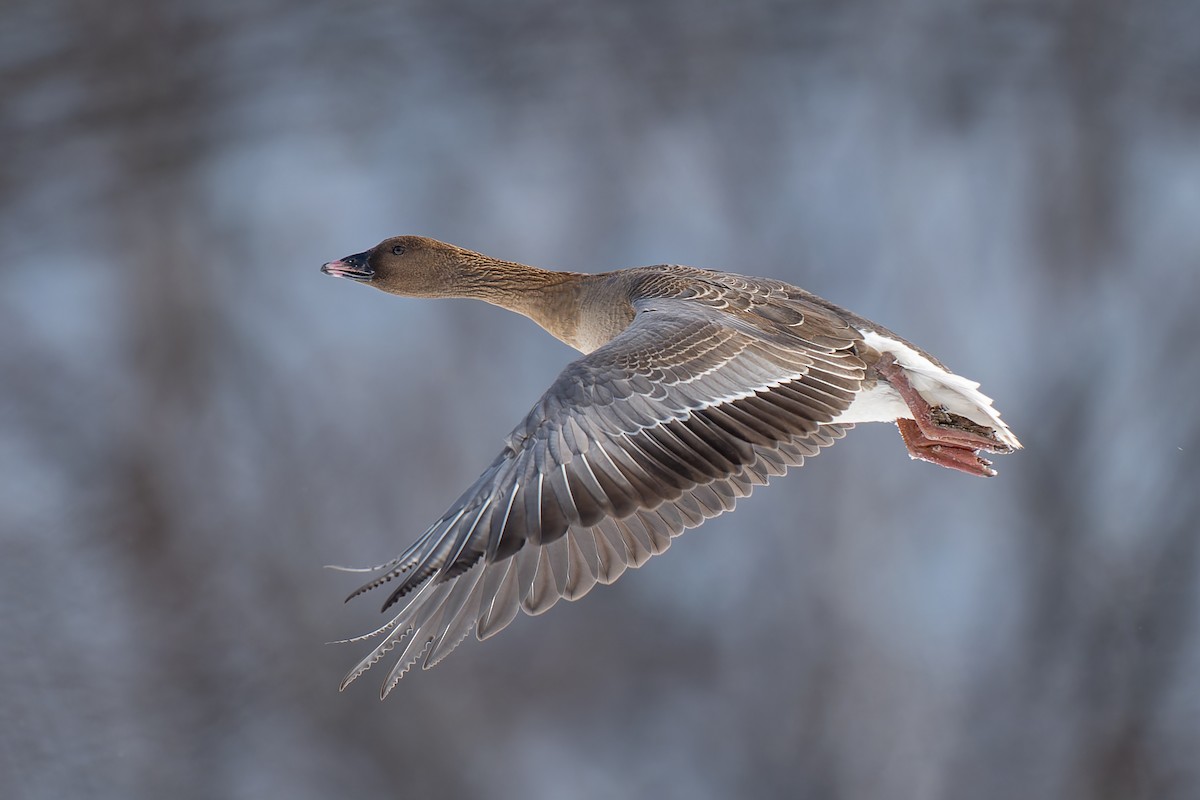 Pink-footed Goose - ML614838025