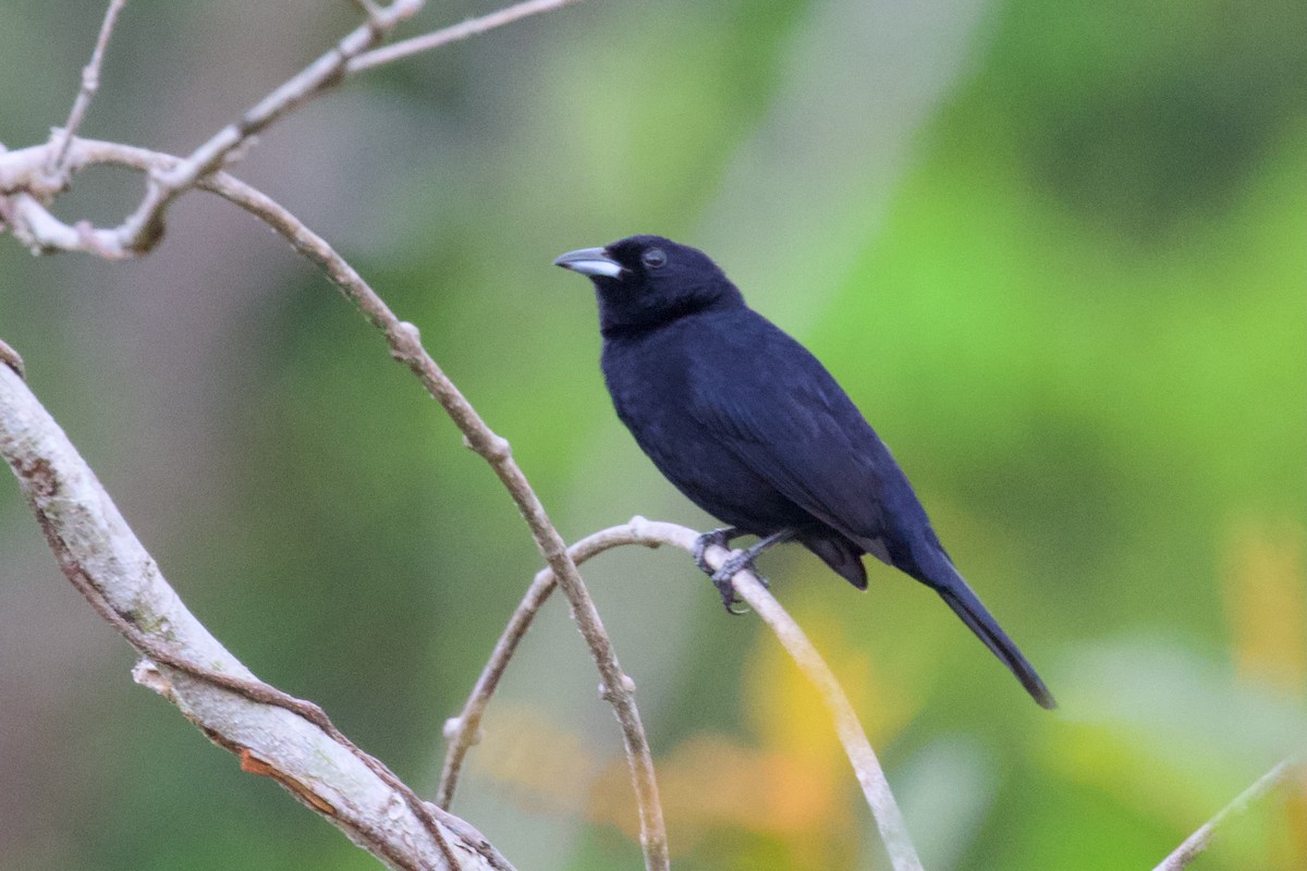 Red-shouldered Tanager - Luciano Naka
