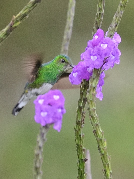 kolibřík zelenopláštíkový - ML614838473