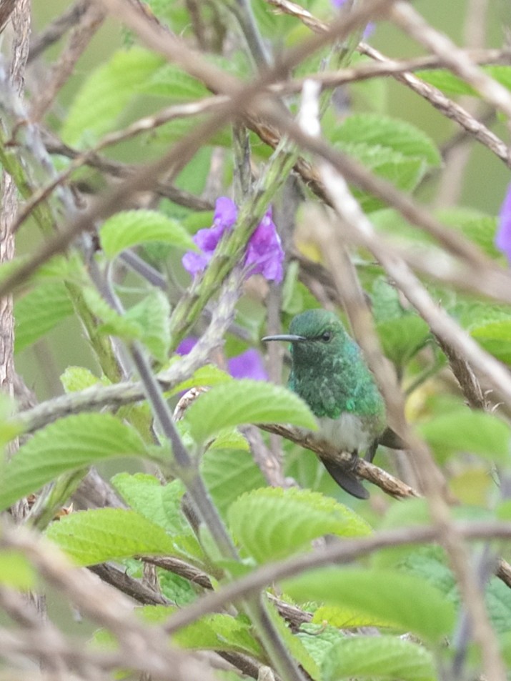 kolibřík zelenopláštíkový - ML614838497