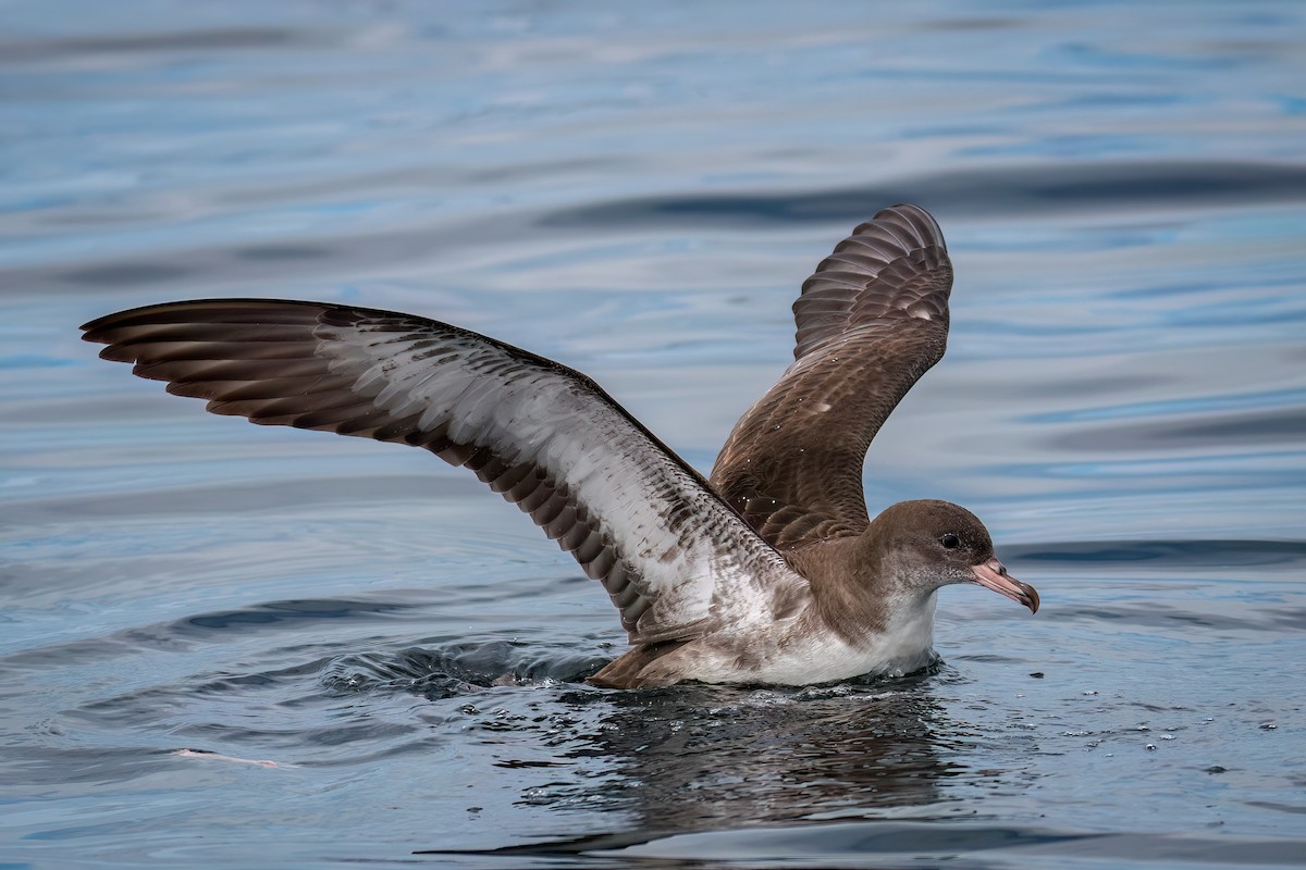 Pink-footed Shearwater - ML614838536