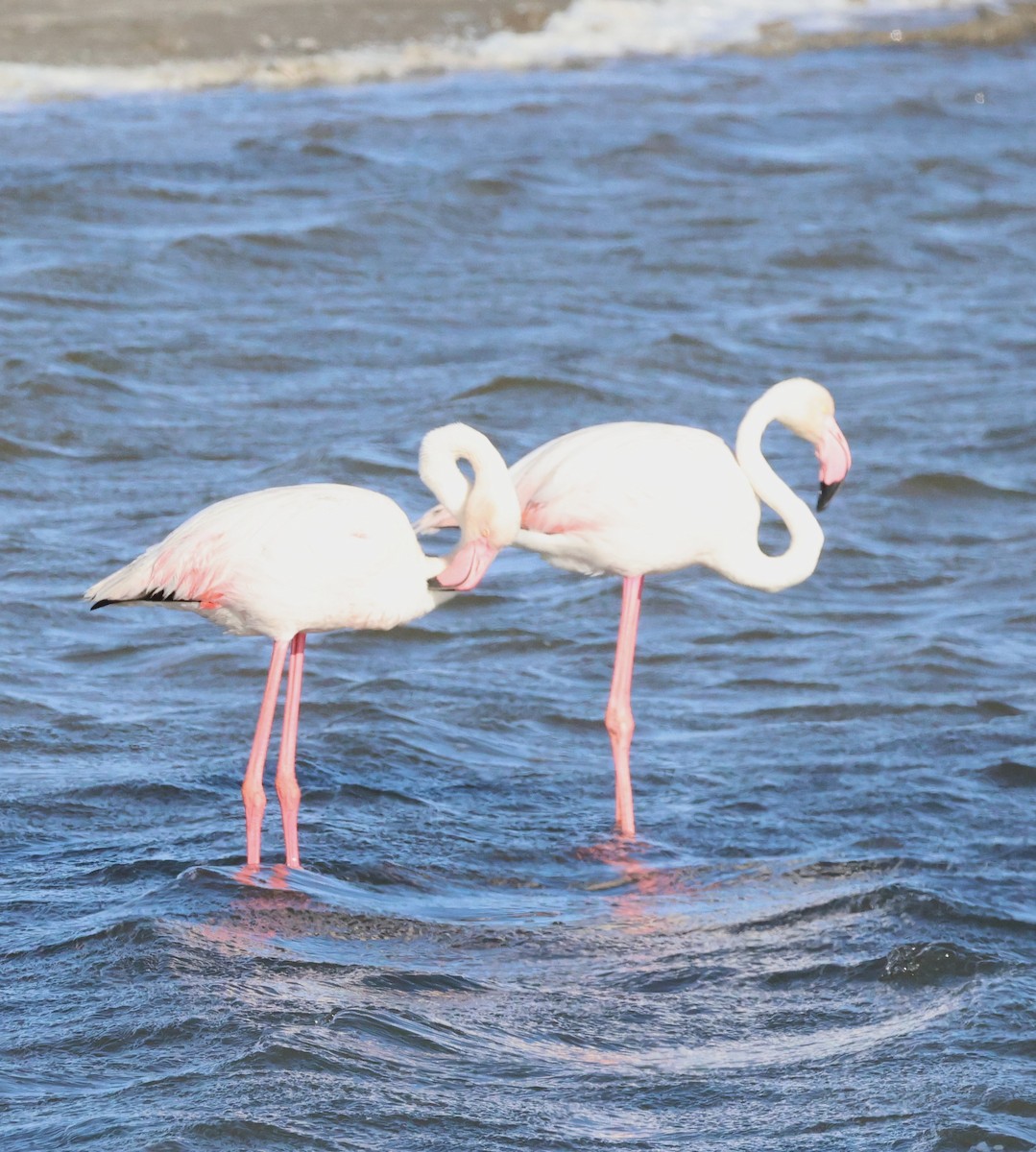 Greater Flamingo - Ken McKenna
