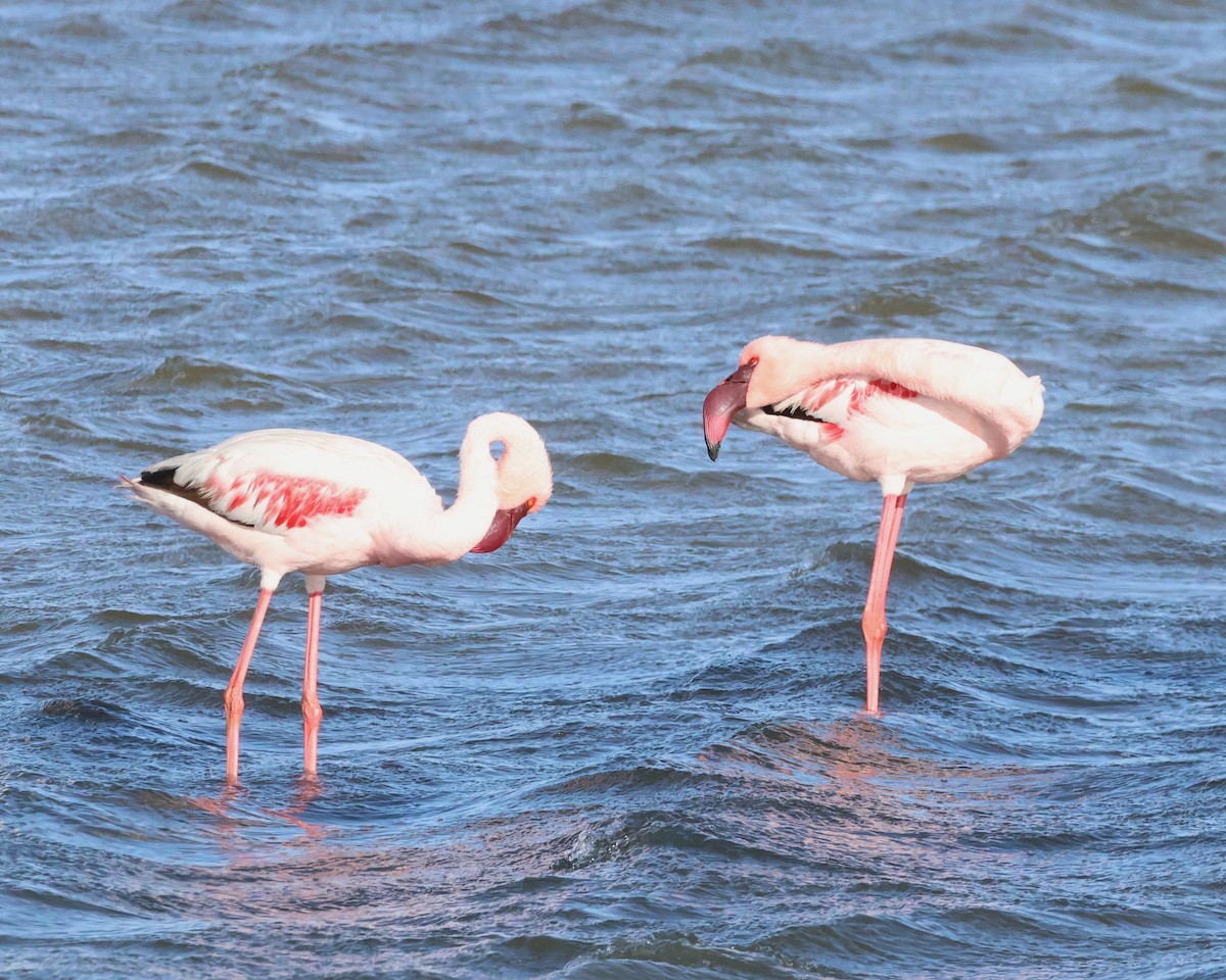 Lesser Flamingo - Ken McKenna