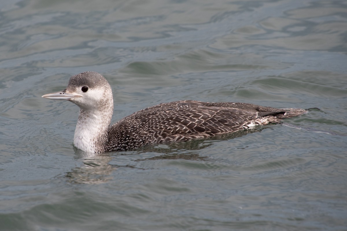 Red-throated Loon - ML614838656