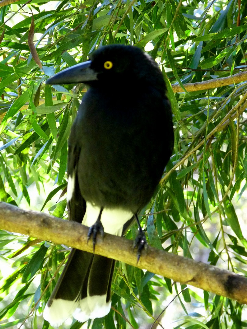 Pied Currawong - ML614838657