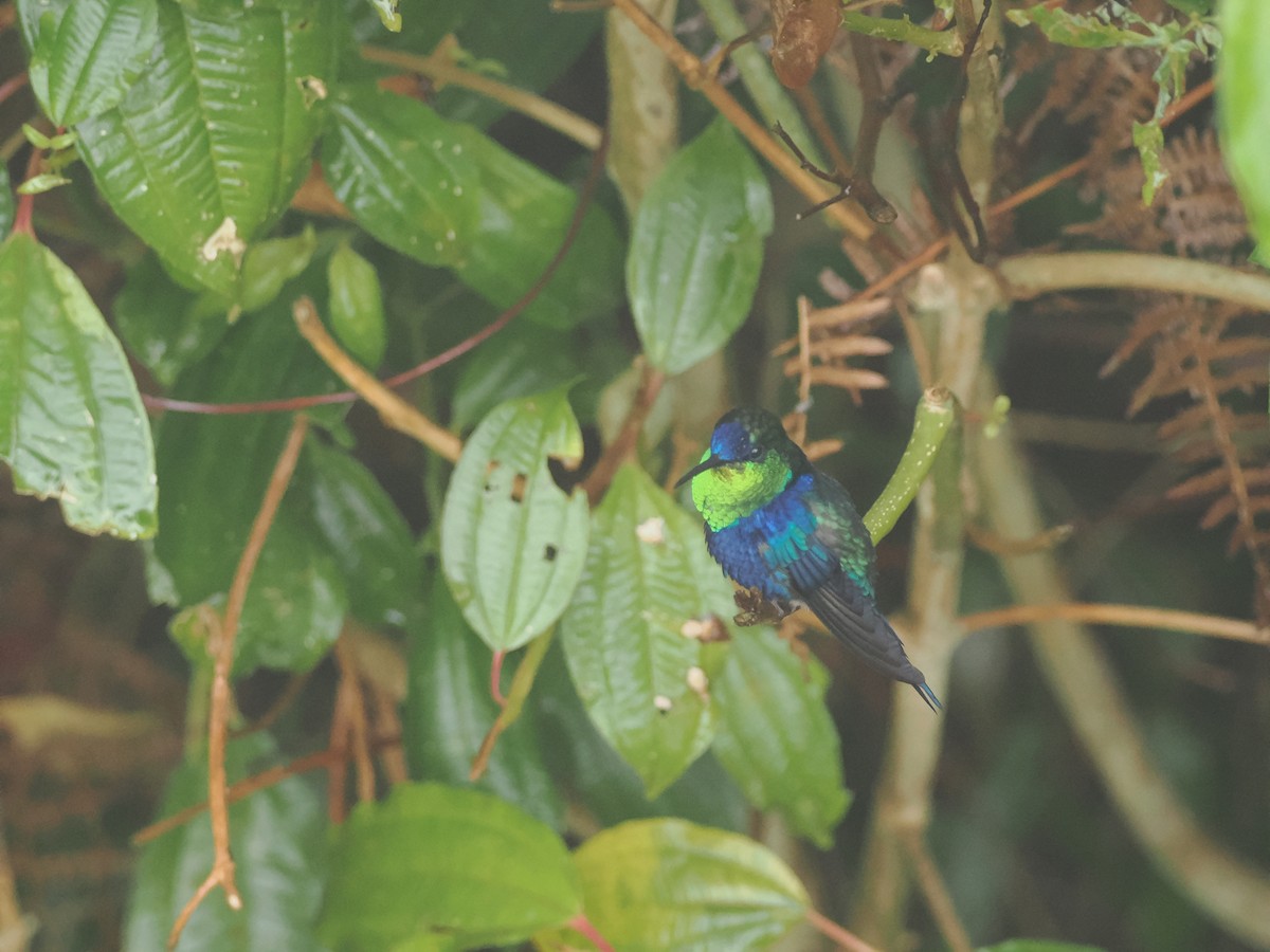 kolibřík vidloocasý (ssp. colombica/rostrifera) - ML614838739
