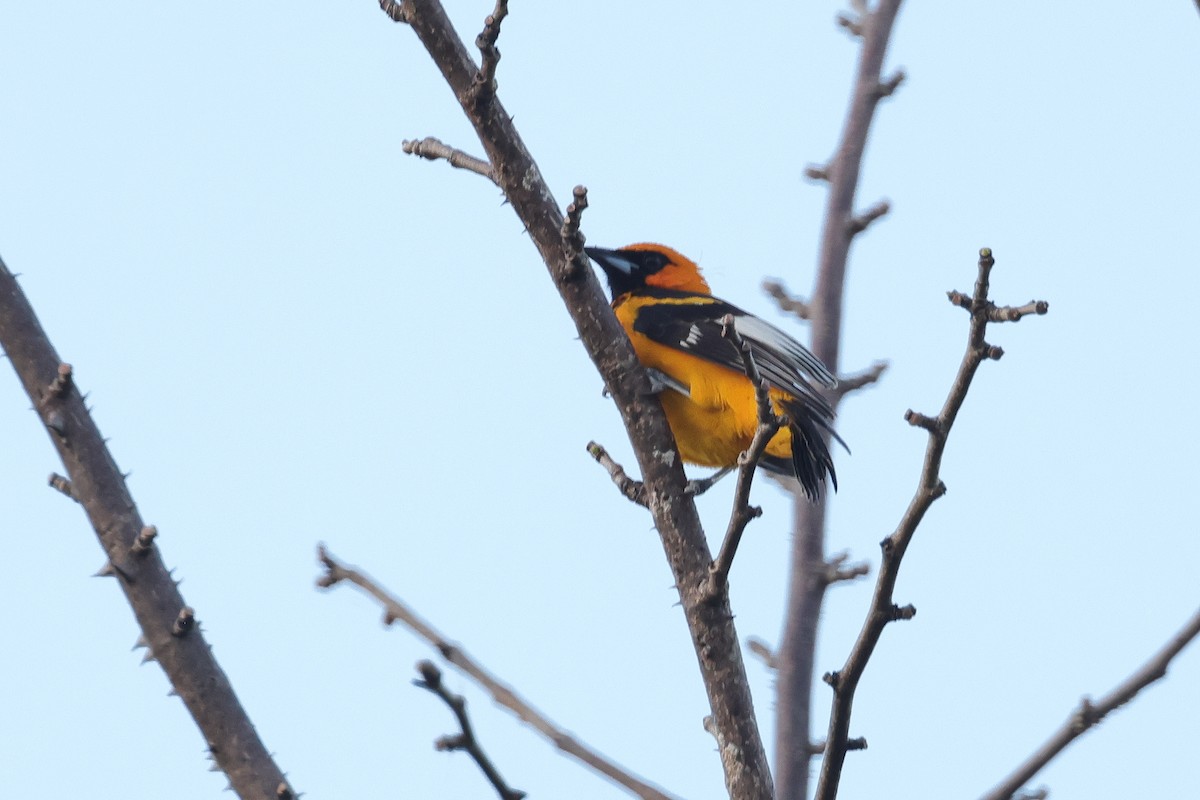 Spot-breasted Oriole - ML614838764