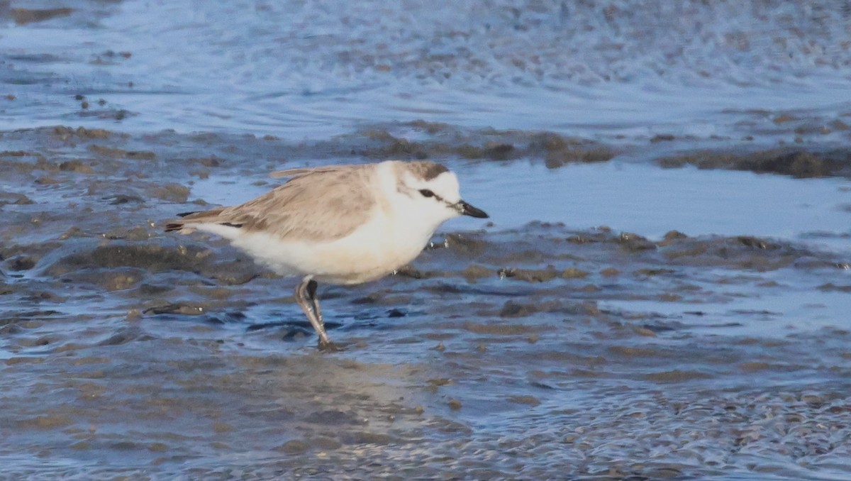 White-fronted Plover - ML614838766