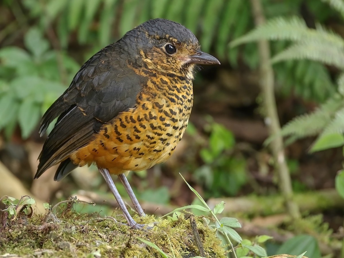 Undulated Antpitta - Grallaria squamigera - Birds of the World