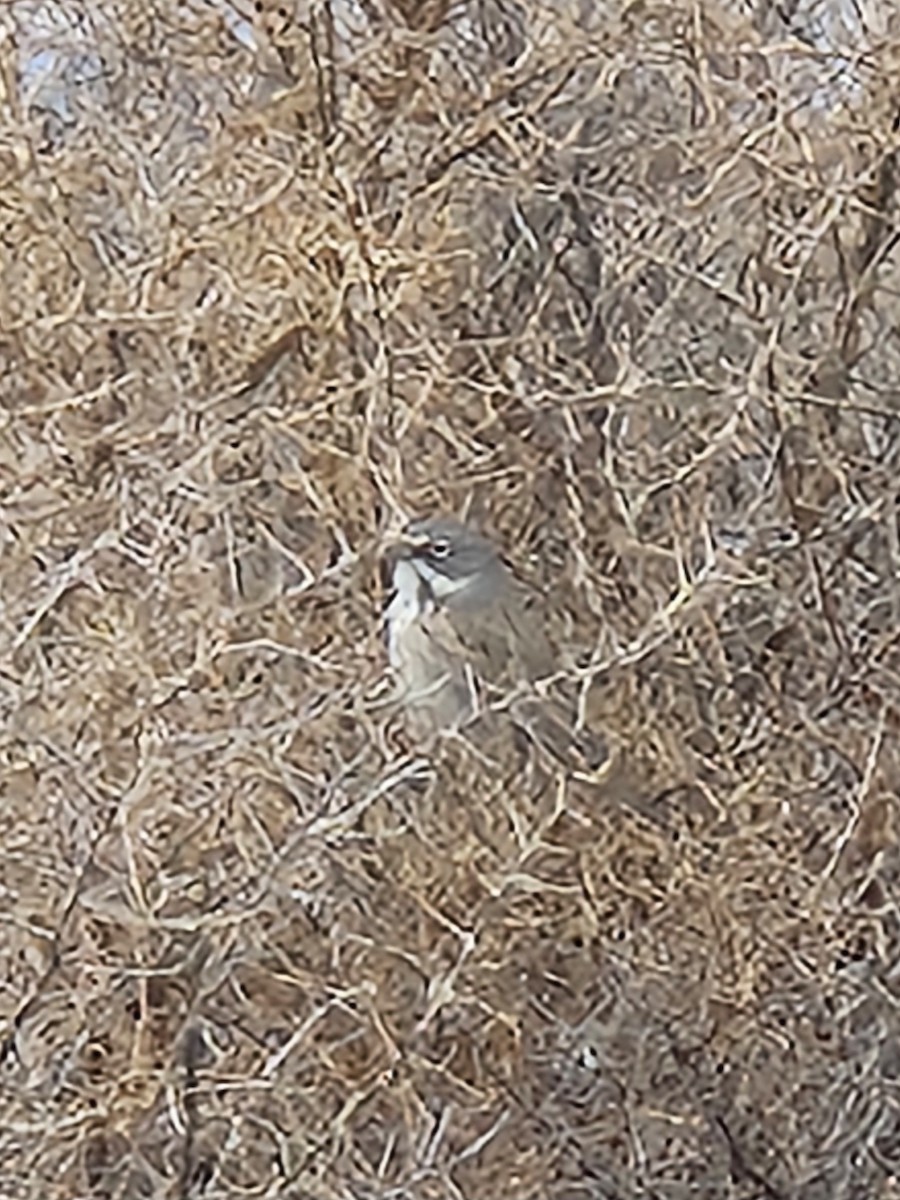 Sagebrush Sparrow - ML614838819