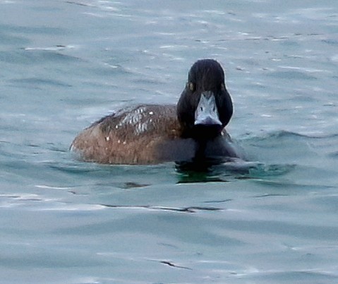 Greater Scaup - ML614838851