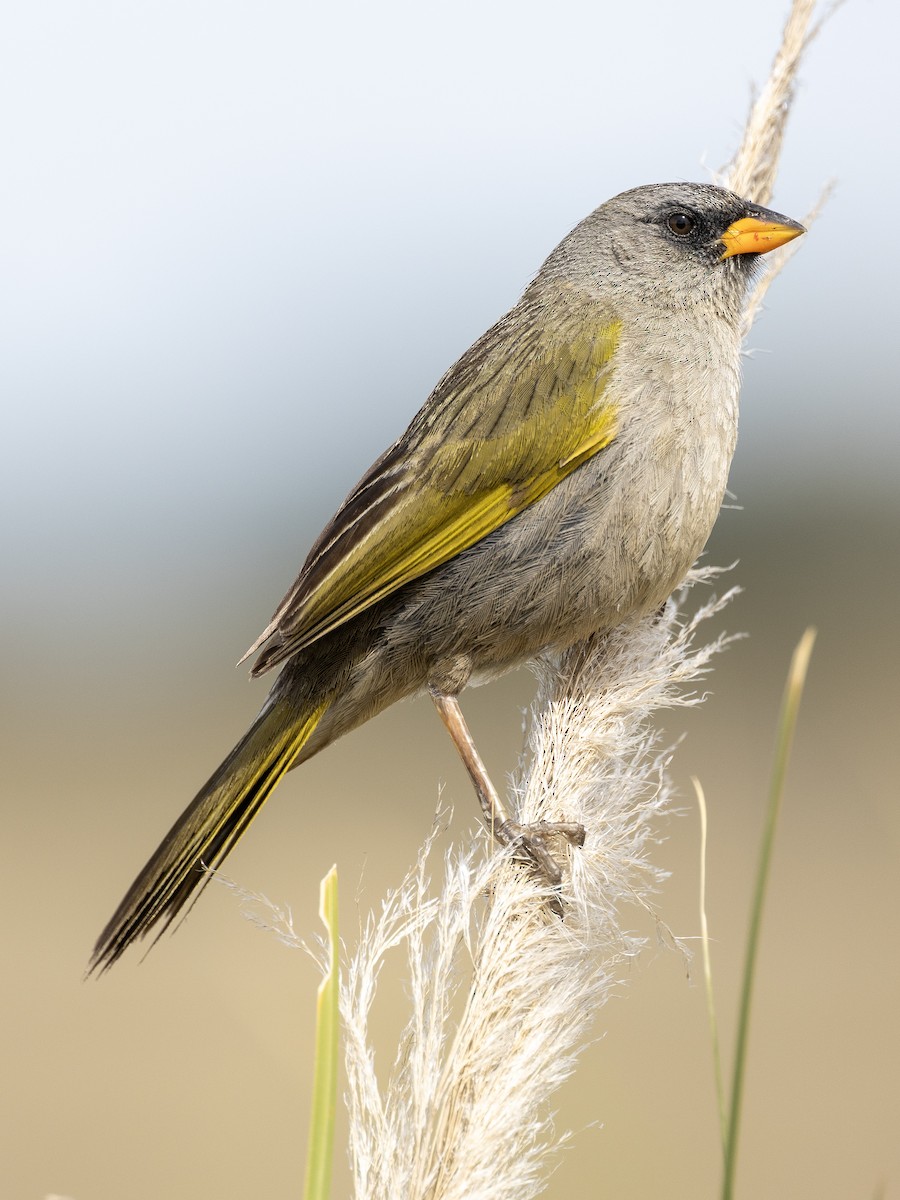 Great Pampa-Finch (Eastern) - ML614838864