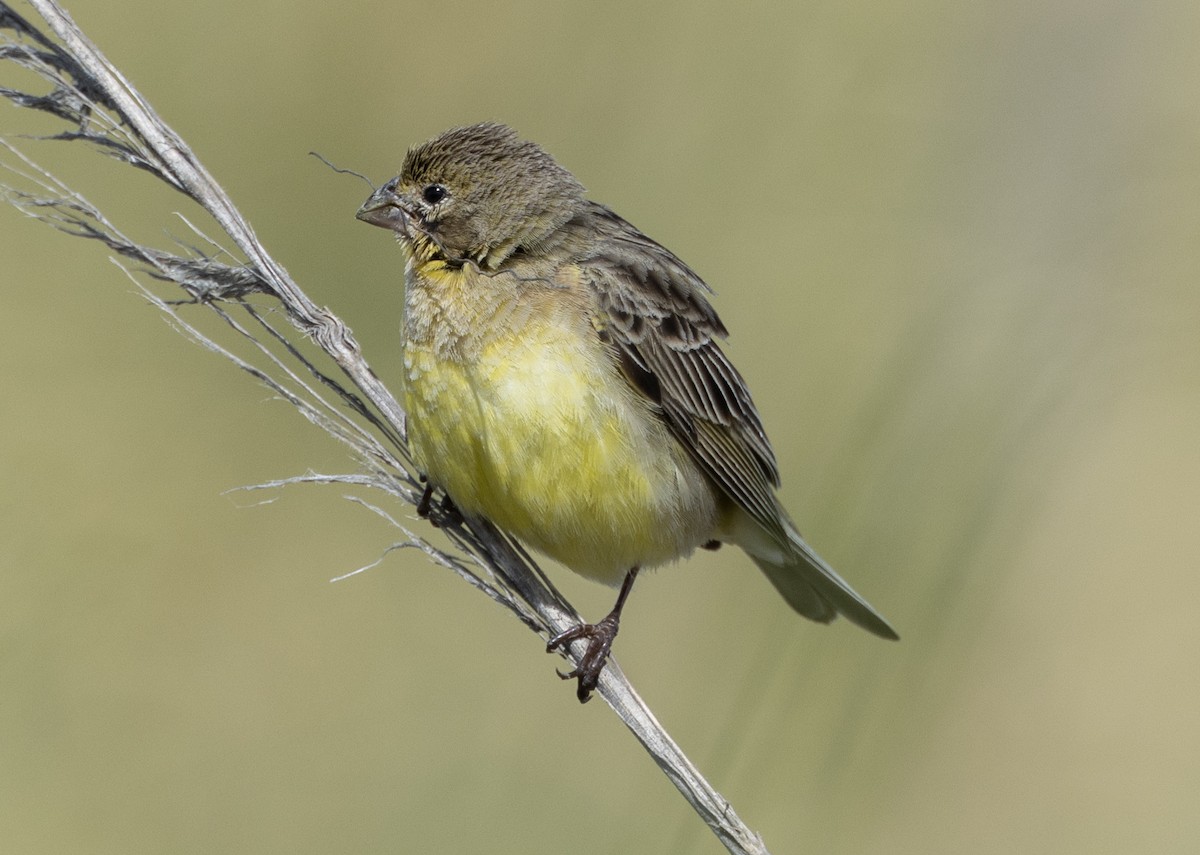 Grassland Yellow-Finch (Grassland) - ML614838871