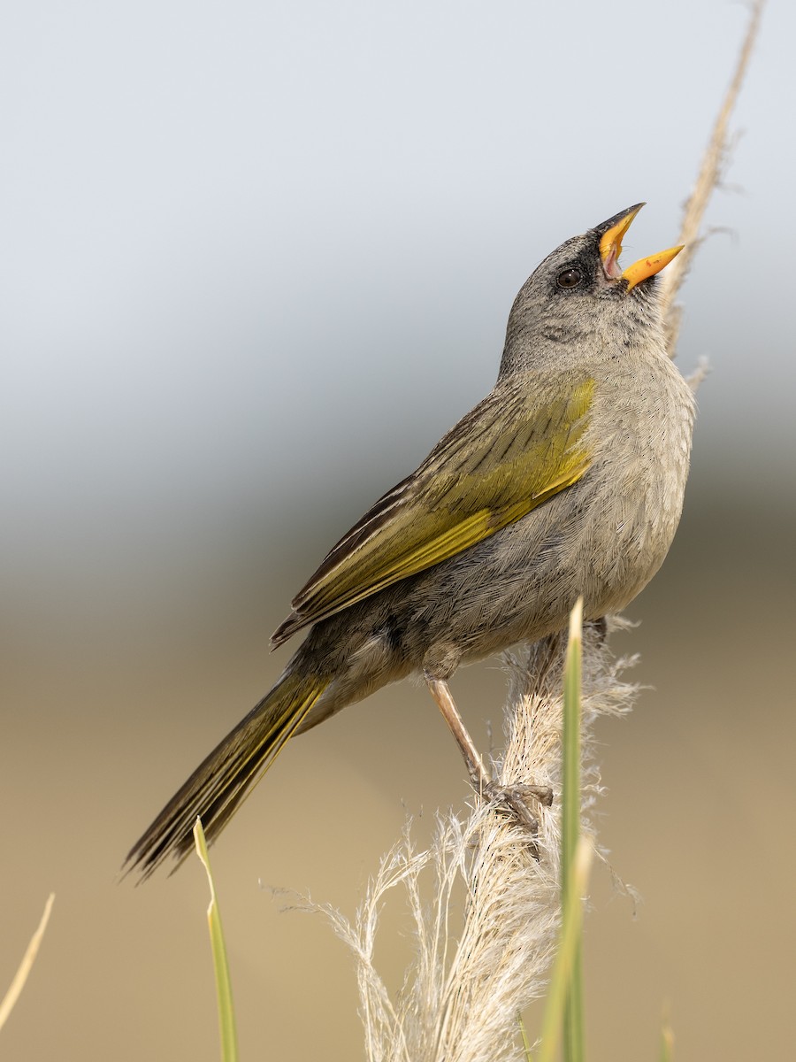 Great Pampa-Finch (Eastern) - ML614839032