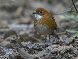  - Red-and-white Antpitta