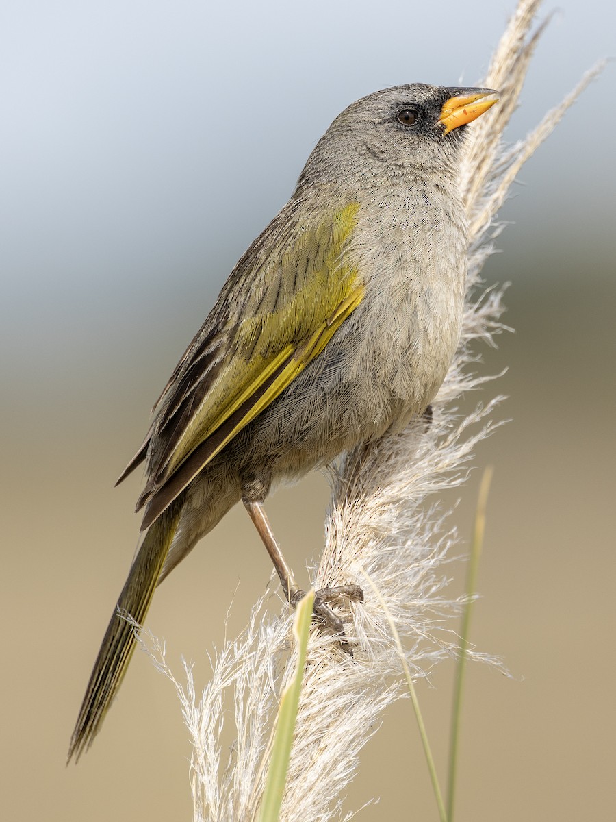 Great Pampa-Finch (Eastern) - ML614839089