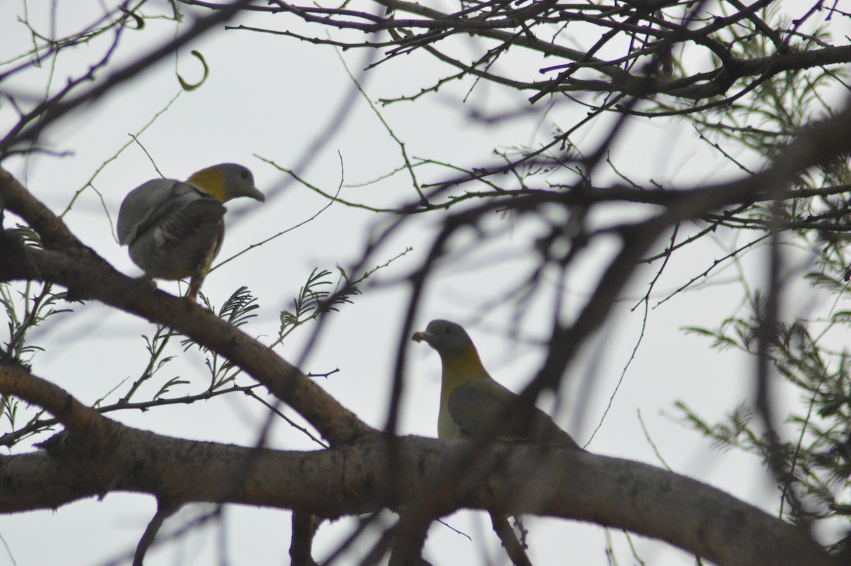 Yellow-footed Green-Pigeon - ML614839102