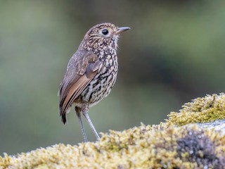  - Stripe-headed Antpitta