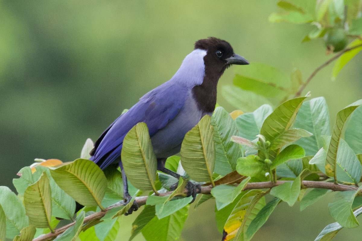 Violaceous Jay - Luciano Naka
