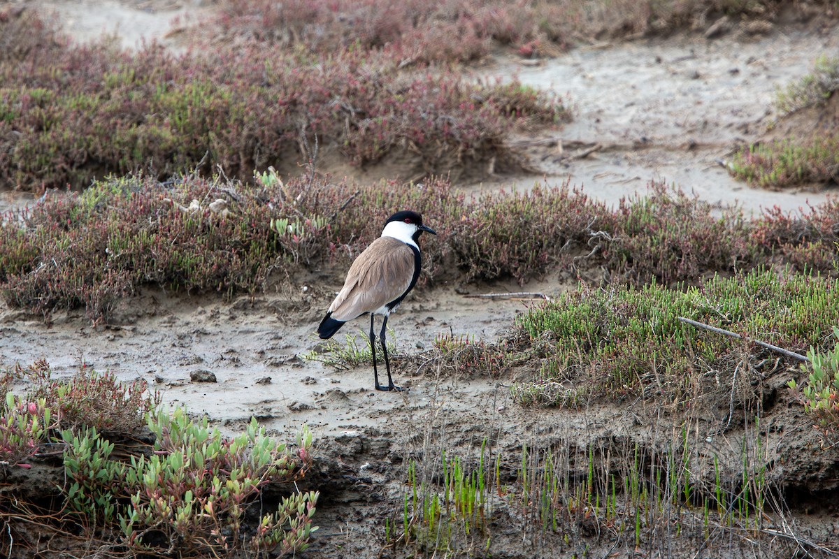 Spur-winged Lapwing - ML614839346