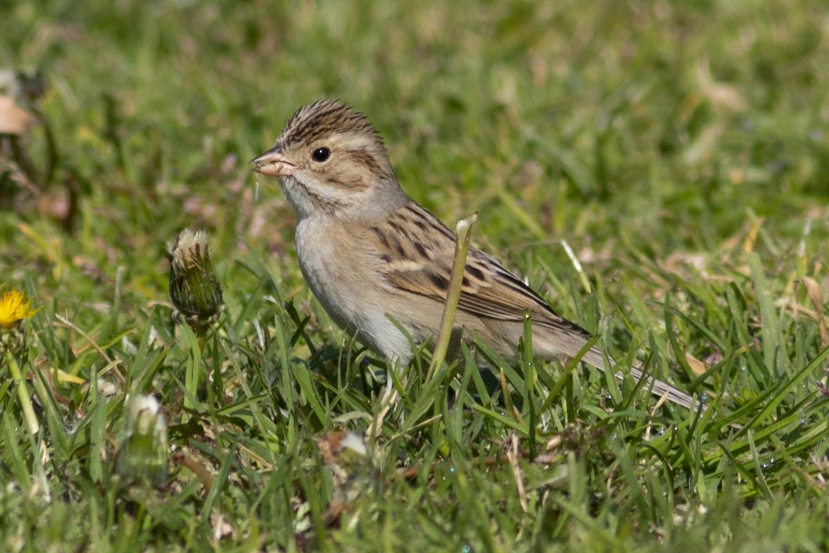 Clay-colored Sparrow - ML614839391