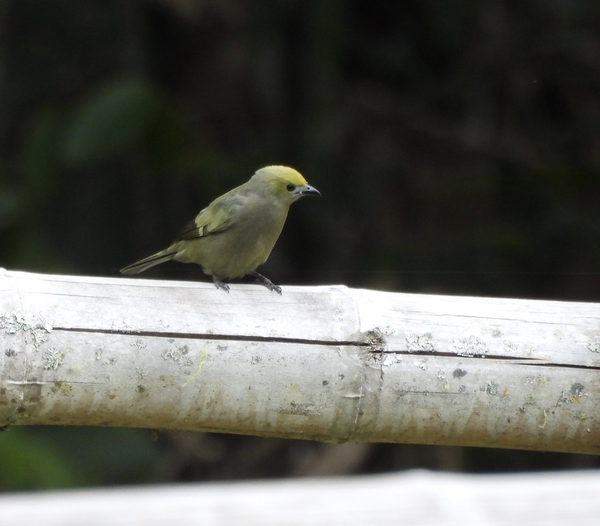 Palm Tanager - ML614839515