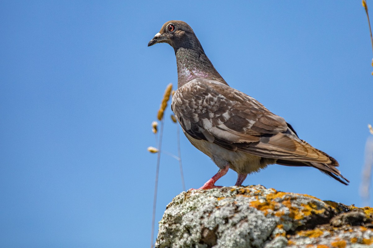 Rock Pigeon (Feral Pigeon) - ML614839525