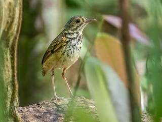  - Snethlage's Antpitta