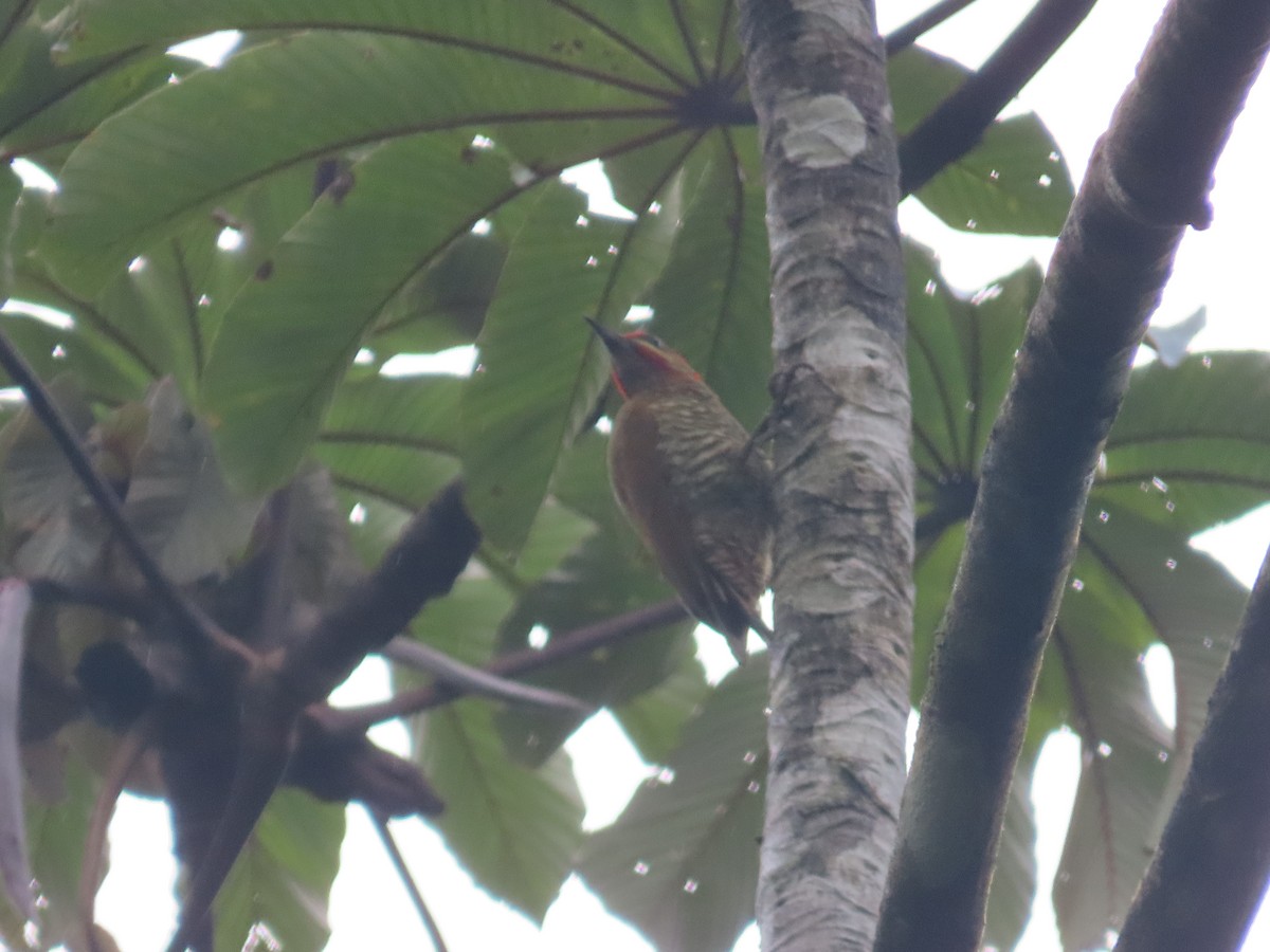 Stripe-cheeked Woodpecker - ML614839604