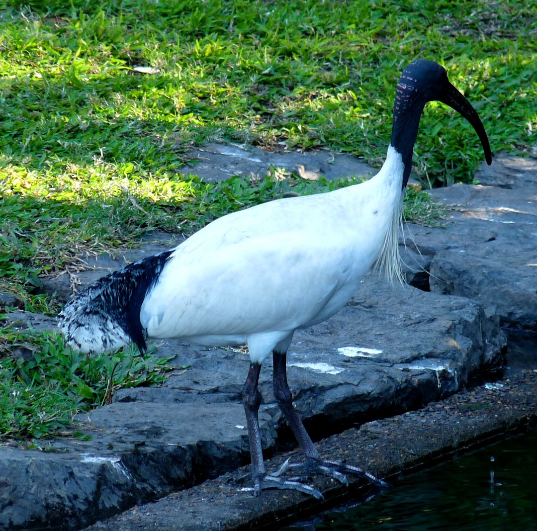 ibis australský - ML614839625
