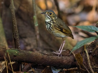  - Alta Floresta Antpitta