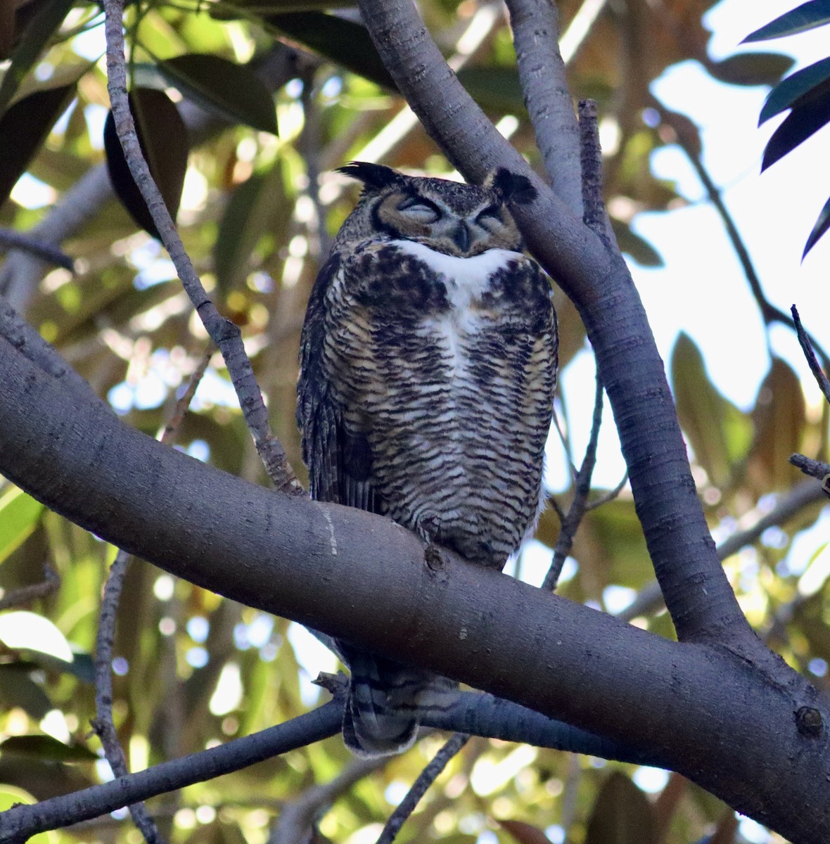 Great Horned Owl - ML614839835