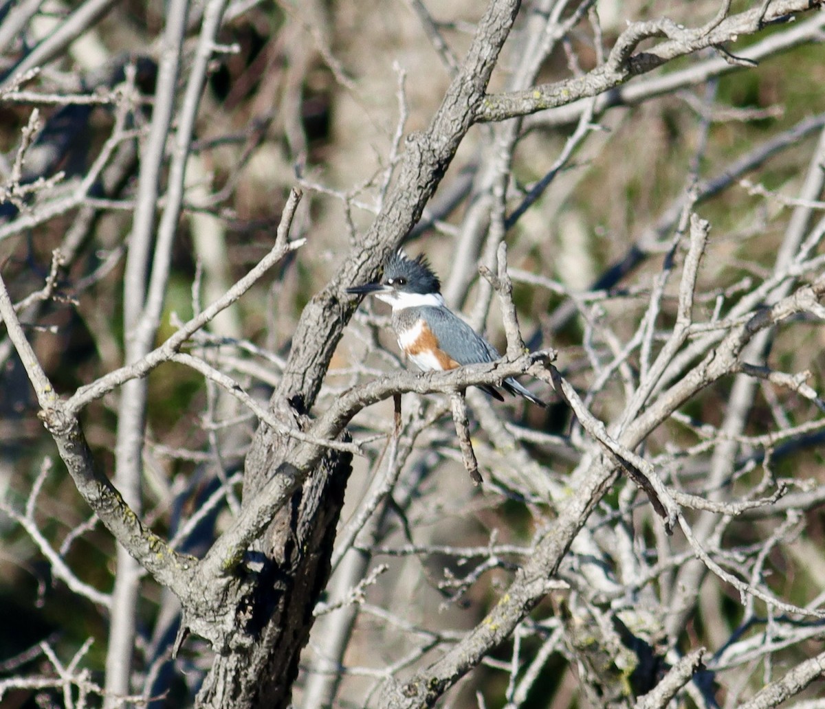 Belted Kingfisher - ML614839838