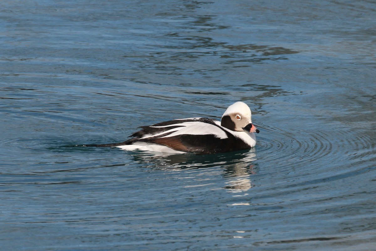 Long-tailed Duck - ML614839870