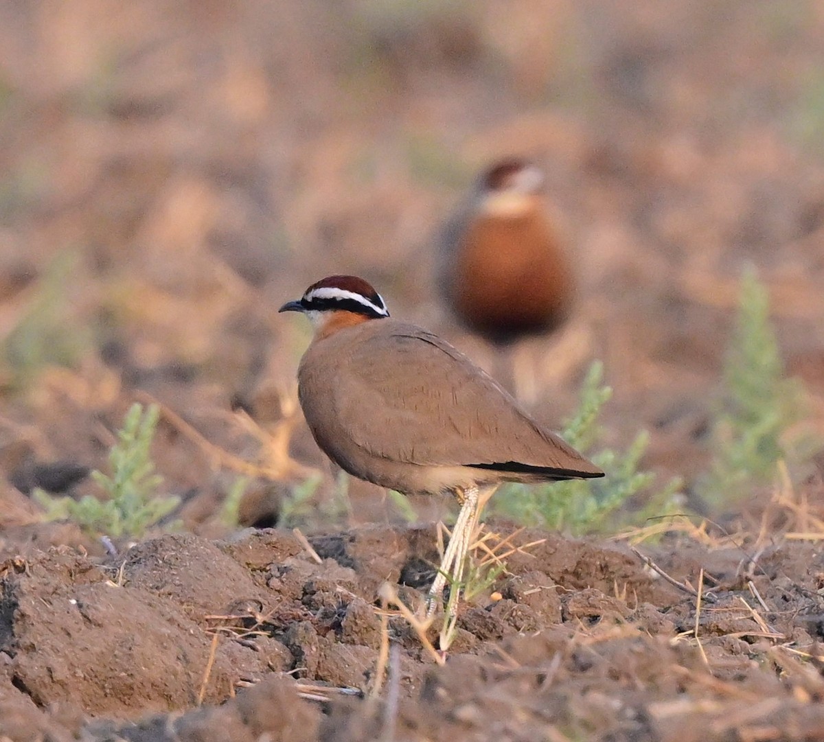 Indian Courser - ML614839952