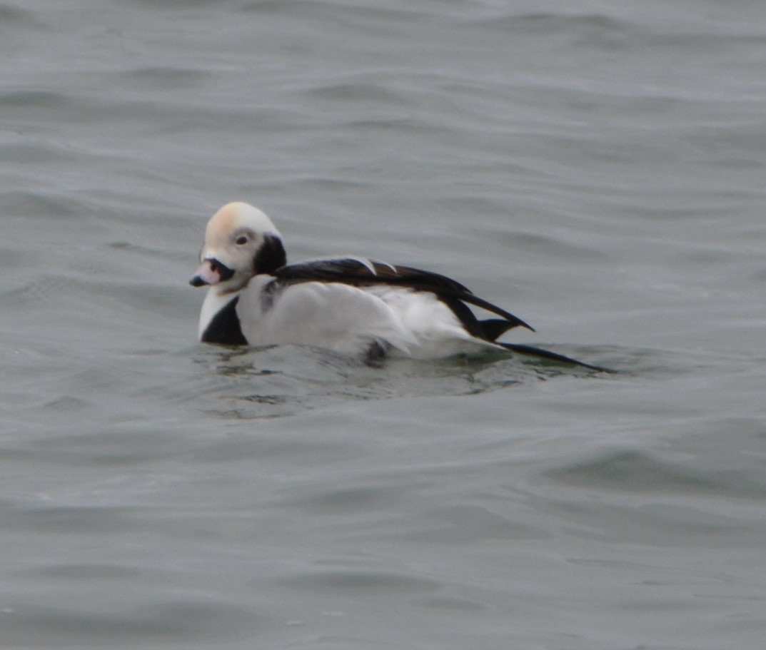 Long-tailed Duck - ML614839968