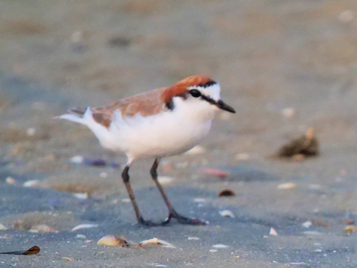 Red-capped Plover - ML614839969