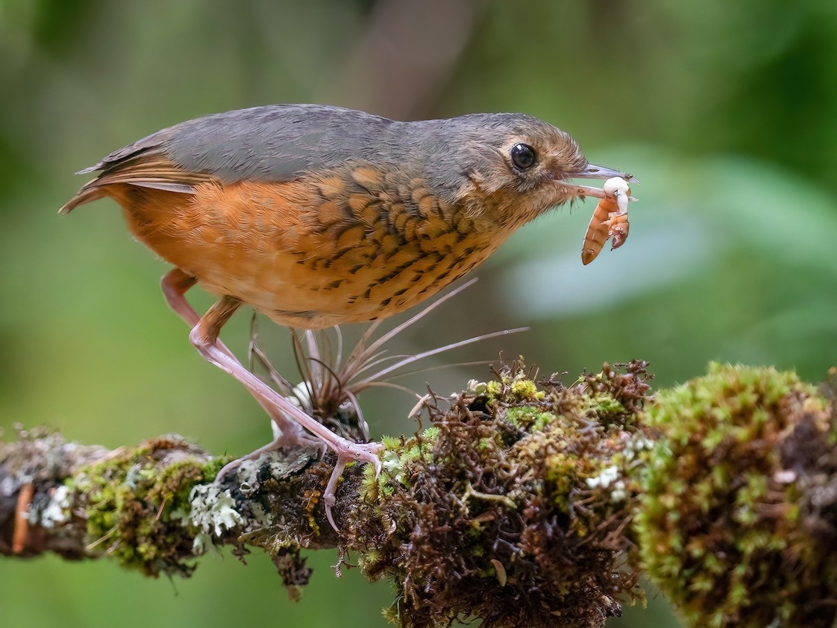 Speckle-breasted Antpitta - Cryptopezus nattereri - Birds of the World