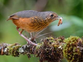  - Speckle-breasted Antpitta
