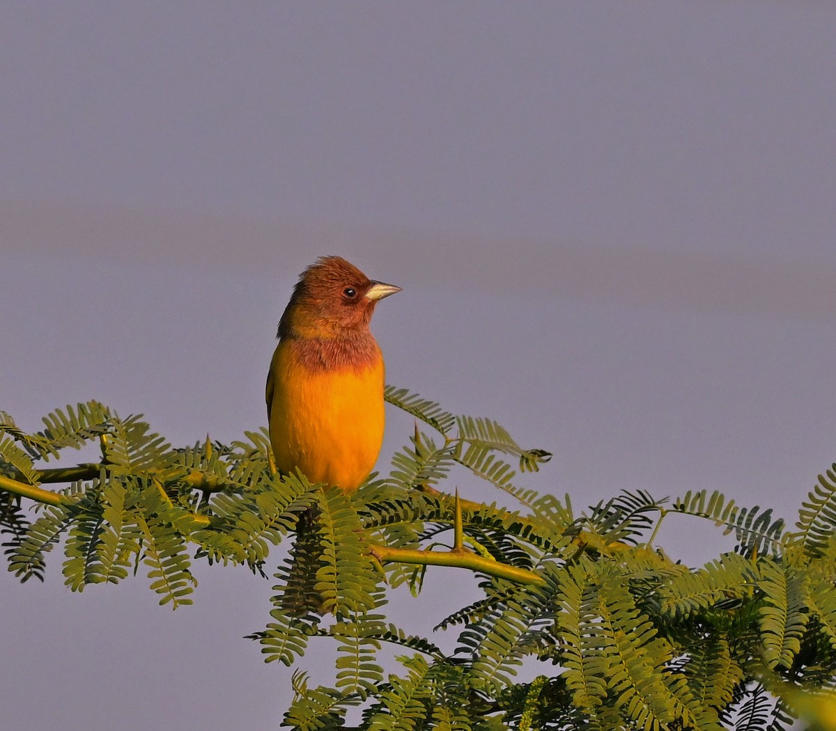 Red-headed Bunting - ML614840048