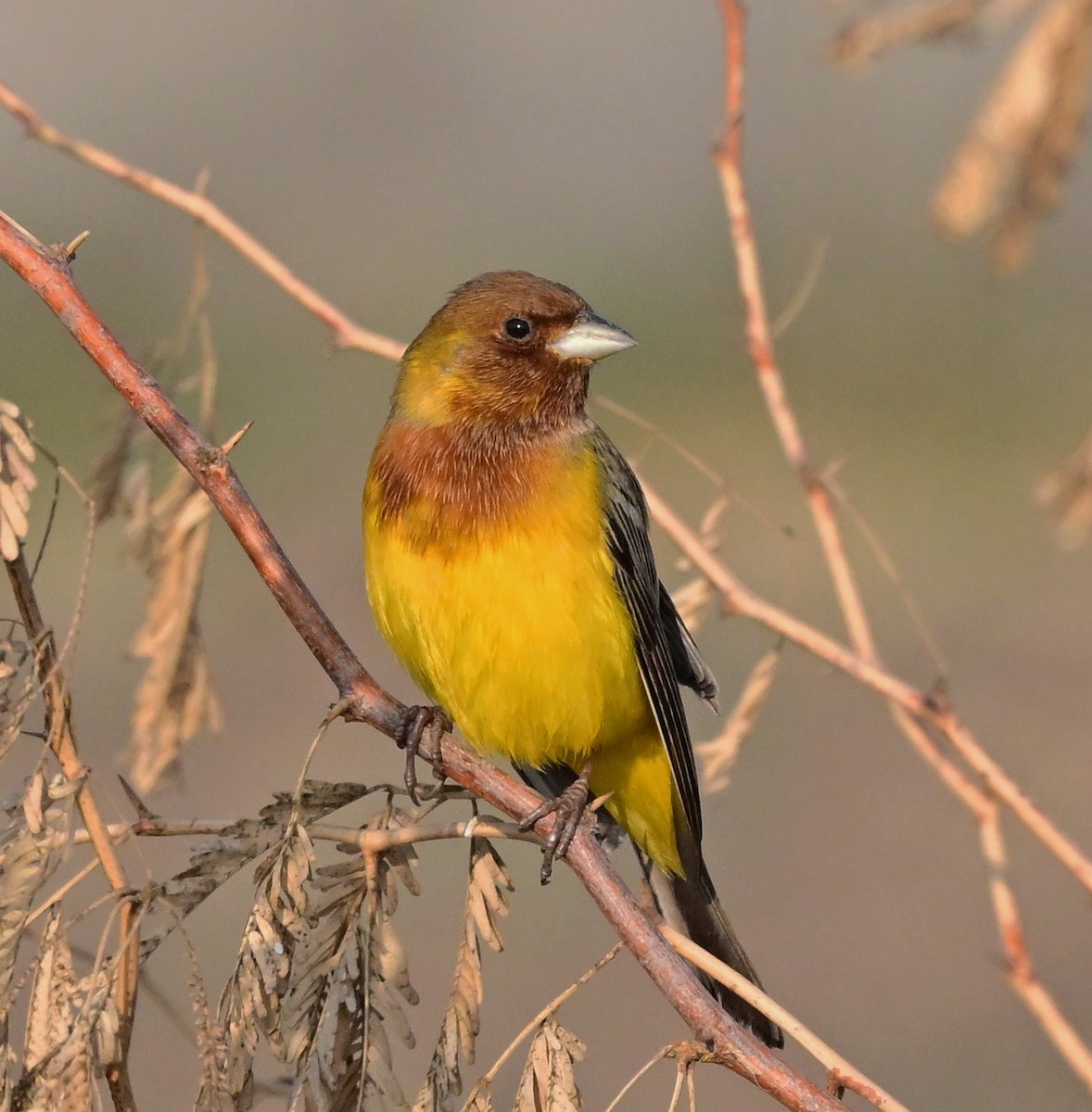 Red-headed Bunting - ML614840049