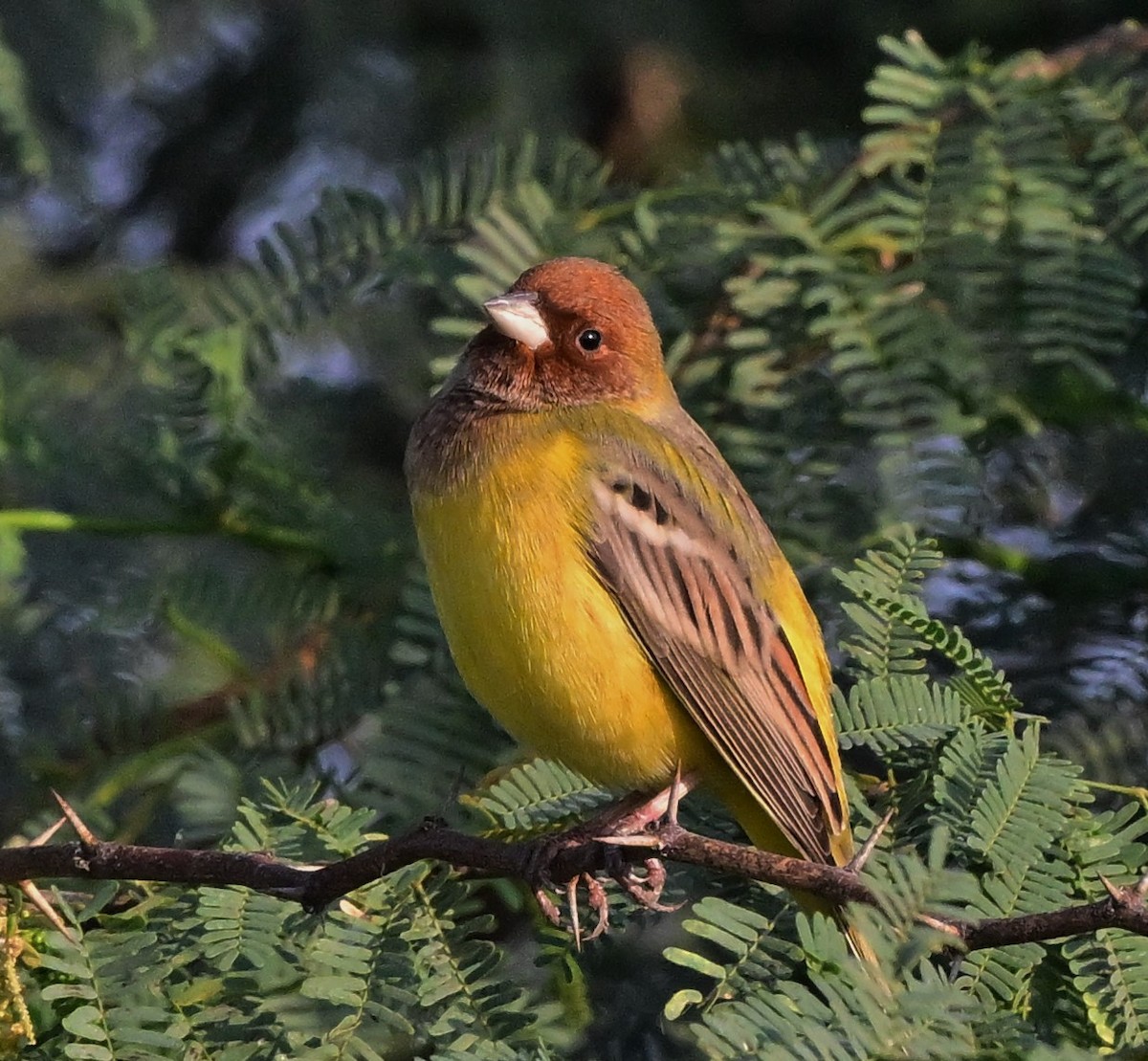 Red-headed Bunting - ML614840050