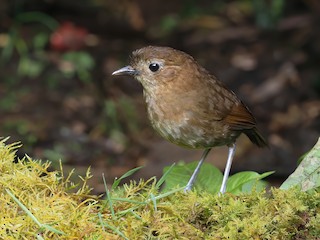  - Brown-banded Antpitta