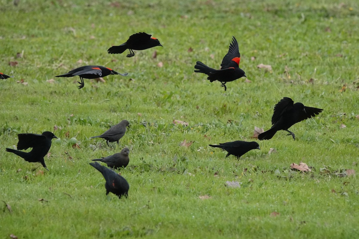 Red-winged Blackbird - Edward Rooks