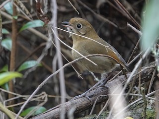  - Perija Antpitta