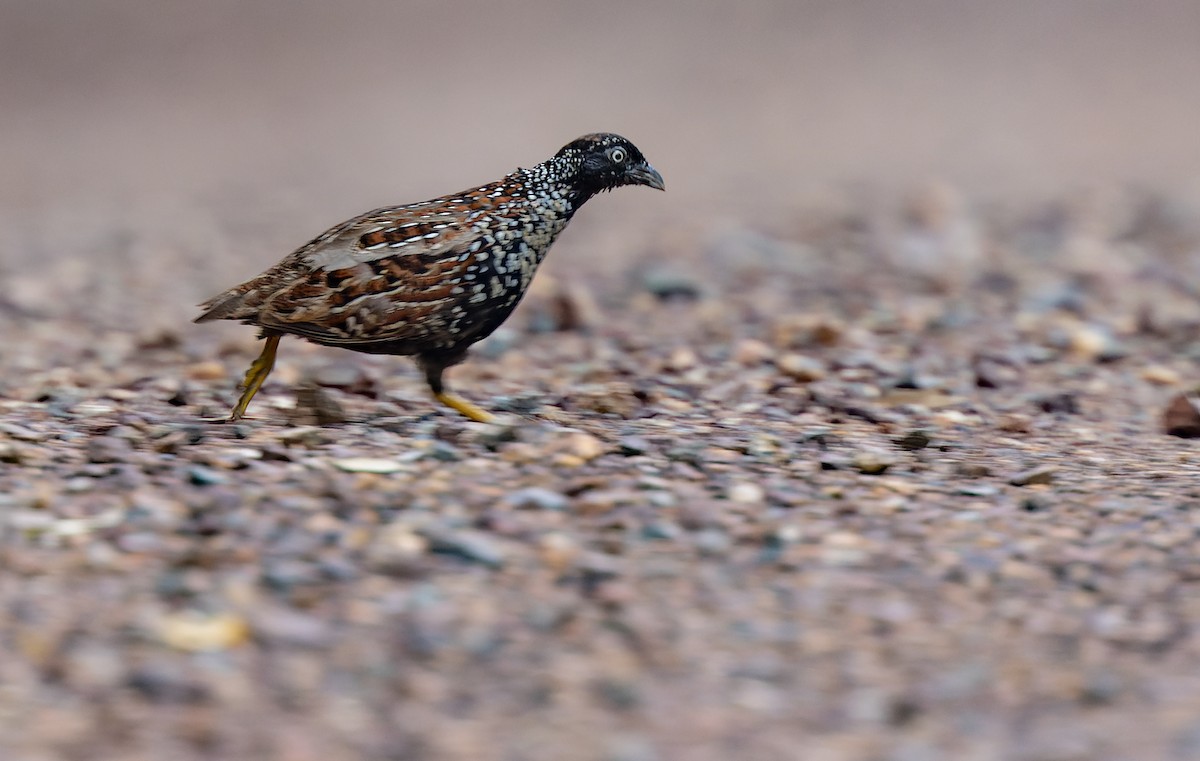 Black-breasted Buttonquail - ML614840266